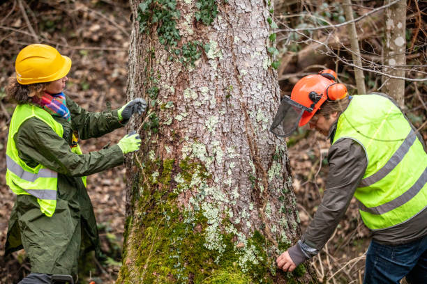 San Saba, TX Tree Removal Services Company